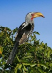 image of hornbill