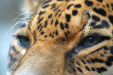 image of jaguar_car