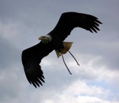 image of animal