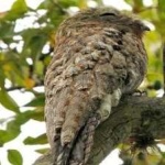 image of bird