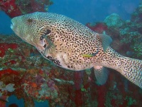 image of puffer