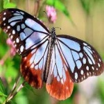 image of animal