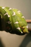 image of green_snake