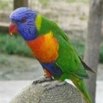 image of bird