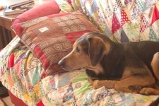 image of black_and_tan_coonhound