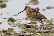 image of dowitcher