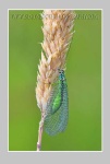 image of lacewing
