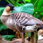 image of bird