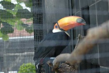image of toucan