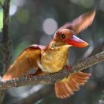 image of bird