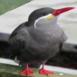 image of bird