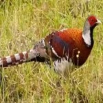 image of bird