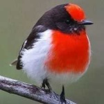 image of bird