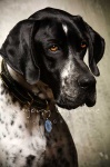 image of animal