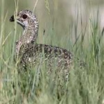 image of bird