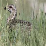 image of greator_sage_grouse #29