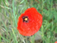 image of flower