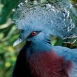 image of victoria_crowned_pigeon #11