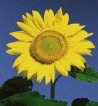 image of sunflower #17