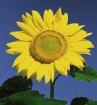 image of flower