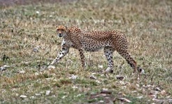 image of cheetah
