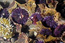 image of sea_urchin #33