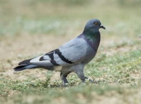 image of dove