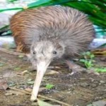 image of bird_kiwi #28