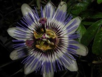 image of passion_flower #15