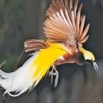 image of bird