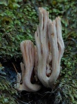 image of coral_fungus