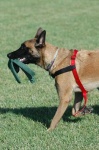 image of malinois