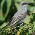 image of bird