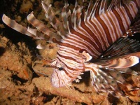 image of lionfish #4