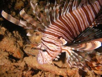 image of lionfish