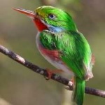 image of bird