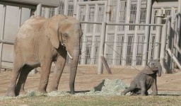 image of african_elephant