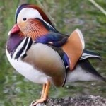 image of bird