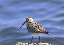 image of red_backed_sandpiper