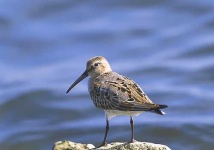 image of red_backed_sandpiper #14