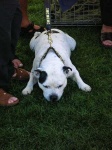image of american_staffordshire_terrier