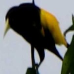 image of bird