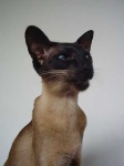 image of siamese_cat #18