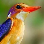 image of bird