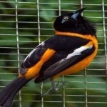 image of bird