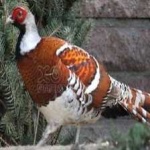 image of bird