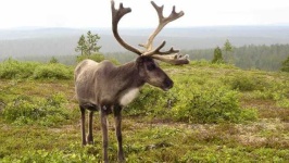 image of reindeer #42