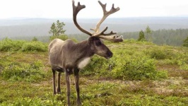 image of animal