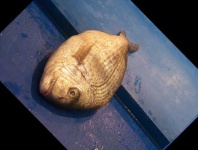 image of red_sea_bream #12