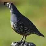 image of bird